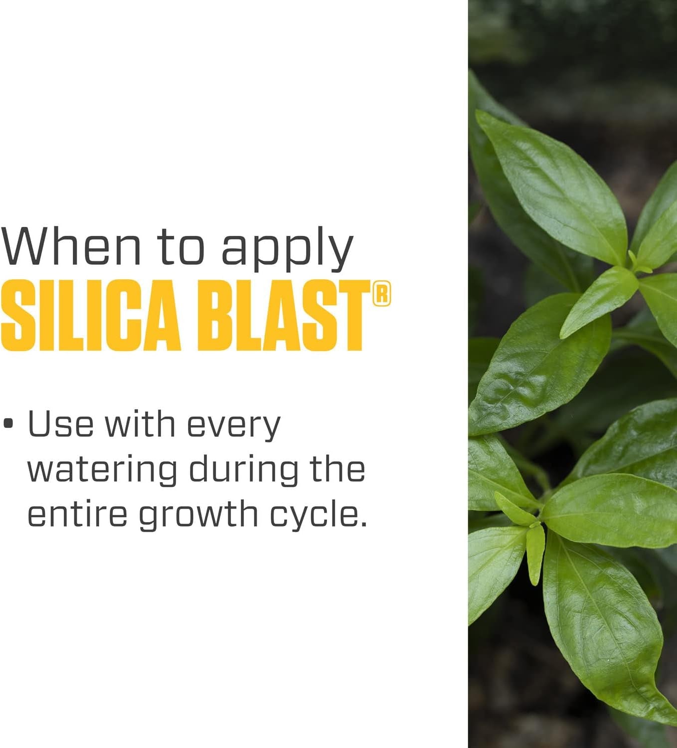 Silica Blast, Plant Supplement, 0-0-0.5, 1 Qt.